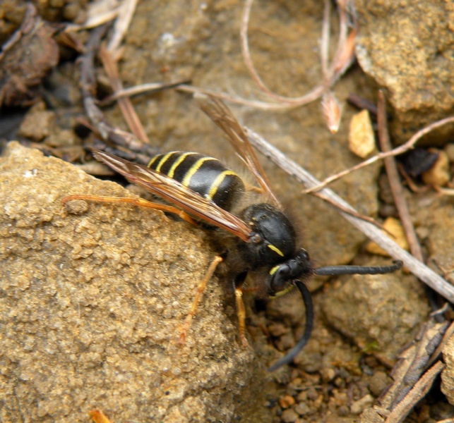 Dolichovespula media